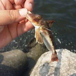 助松埠頭エビ撒きでハネ・グレ、ちょい投げでキス・ガシラ・ホウボウ