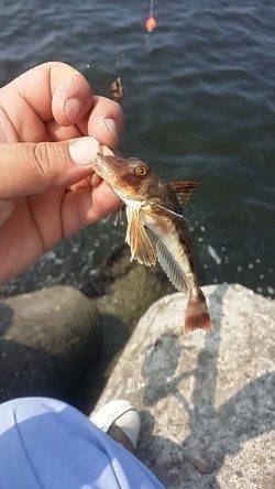 助松埠頭エビ撒きでハネ・グレ、ちょい投げでキス・ガシラ・ホウボウ