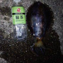 海南周辺アオリイカ狙い〜スラックジャークで釣れました