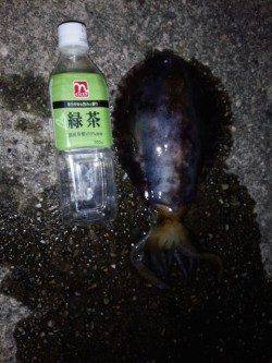 海南周辺アオリイカ狙い〜スラックジャークで釣れました