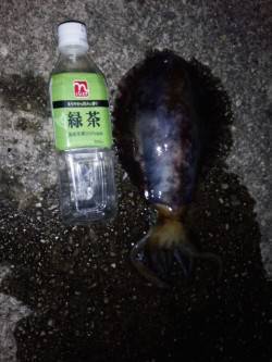海南周辺アオリイカ狙い〜スラックジャークで…