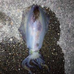 海南周辺アオリイカ狙い〜スラックジャークで釣れました