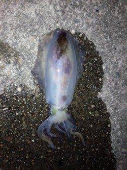 海南周辺アオリイカ狙い〜スラックジャークで釣れました