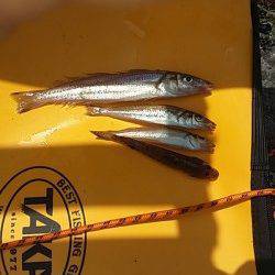 助松埠頭　フカセは不発で投げでキスなど