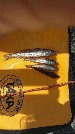 助松埠頭　フカセは不発で投げでキスなど