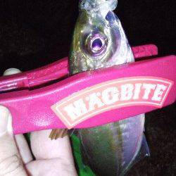 淡路島でアジング三昧〜ポイントはドシャローの潮通しのいい場所