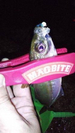 淡路島でアジング三昧〜ポイントはドシャローの潮通しのいい場所