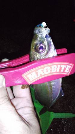 淡路島でアジング三昧〜ポイントはドシャロー…