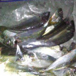 淡路島でアジング三昧〜ポイントはドシャローの潮通しのいい場所