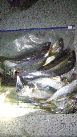 淡路島でアジング三昧〜ポイントはドシャローの潮通しのいい場所