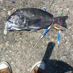 助松埠頭にてオキアミフカセ〜45.6cmのチヌがヒット！