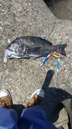 助松埠頭にてオキアミフカセ〜45.6cmのチヌがヒット！
