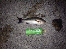 みなべ・堺周辺でのカゴ釣り、日が暮れてから良型のイサギ