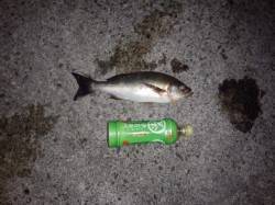 みなべ・堺周辺でのカゴ釣り、日が暮れてから…