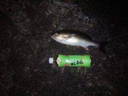 みなべ・堺周辺でのカゴ釣り、日が暮れてから良型のイサギ
