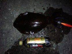 和歌山エギング釣果　3投目でガツンッ！