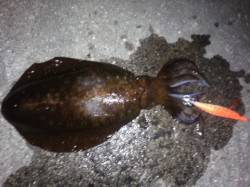 和歌山エギング釣果　3投目でガツンッ！