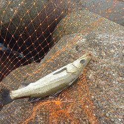 助松埠頭 エビ撒きでセイゴ・グレ、ちょい投げでキス・ハゼ・カマス