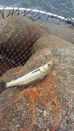 助松埠頭 エビ撒きでセイゴ・グレ、ちょい投げでキス・ハゼ・カマス