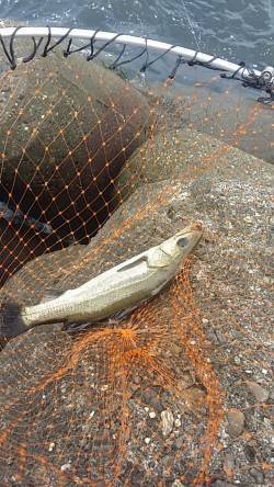 助松埠頭 エビ撒きでセイゴ・グレ、ちょい投…