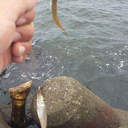 助松埠頭 エビ撒きでセイゴ・グレ、ちょい投げでキス・ハゼ・カマス