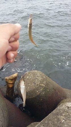 助松埠頭 エビ撒きでセイゴ・グレ、ちょい投げでキス・ハゼ・カマス