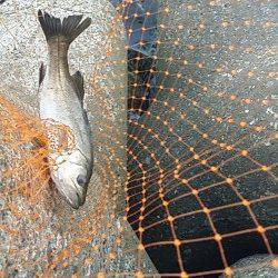 高砂埋立地でエビ撒き釣り　子チヌとセイゴ、他フカセ釣り