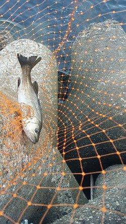 高砂埋立地でエビ撒き釣り　子チヌとセイゴ、他フカセ釣り