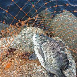 高砂埋立地でエビ撒き釣り　子チヌとセイゴ、他フカセ釣り