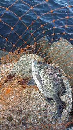 高砂埋立地でエビ撒き釣り　子チヌとセイゴ、…