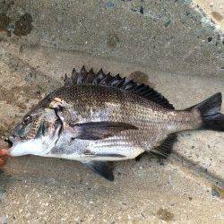 淀川河口でチニング　ボトムのズル引きで良型のキビレ&マチヌ