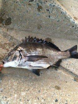 淀川河口でチニング　ボトムのズル引きで良型のキビレ&マチヌ