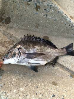 淀川河口でチニング　ボトムのズル引きで良型…