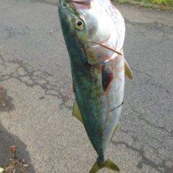 早瀬　ナブラが寄らず苦戦もハマチクラスのツバスゲット