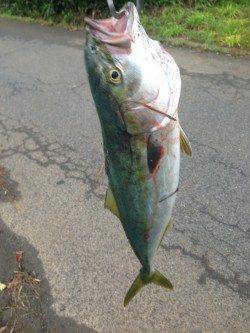 早瀬　ナブラが寄らず苦戦もハマチクラスのツバスゲット