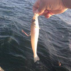 本荘人工島で引き釣り　まだ良型キスいます！