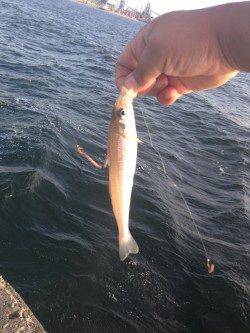 本荘人工島で引き釣り　まだ良型キスいます！