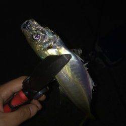 淡路島でアジング〜アジは沖の表層付近にいて遠投必要でした