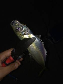 淡路島でアジング〜アジは沖の表層付近にいて…