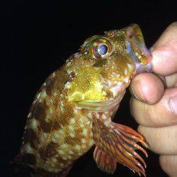 淡路島でアジング〜アジは沖の表層付近にいて遠投必要でした