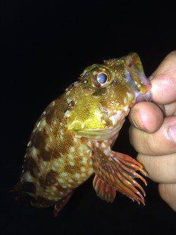 淡路島でアジング〜アジは沖の表層付近にいて遠投必要でした