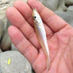 淡路島でちょい投げキス&日暮れからアジングで小サバ・小メバル・ガシラ