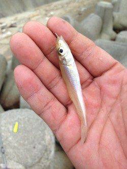 淡路島でちょい投げキス&日暮れからアジングで小サバ・小メバル・ガシラ