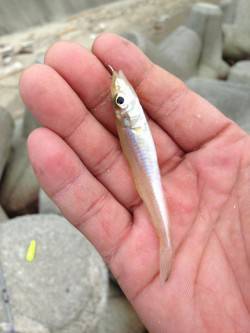 淡路島でちょい投げキス&日暮れから…