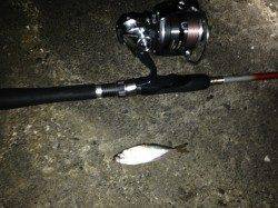 舞洲周辺アジングで中々掛らんのが納得…の豆サイズのアジ