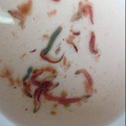 深日漁港へアジング調査！ アクションからの長めステイが有効　