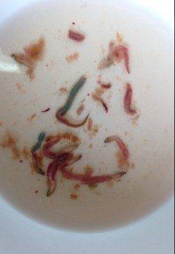 深日漁港へアジング調査！ アクションからの長めステイが有効　