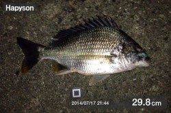 舞洲キビレ狙いチニングで数釣り楽しめました♪