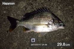 舞洲キビレ狙いチニングで数釣り楽しめました…