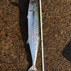 香住東港外向け防波堤にて朝マズメのナブラうちでサワラがヒット